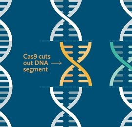CRISPR, el copiar y pegar de los transhumanistas millonarios