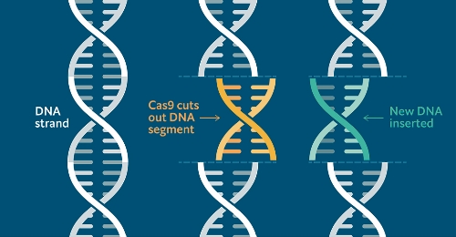 CRISPR, el copiar y pegar de los transhumanistas millonarios